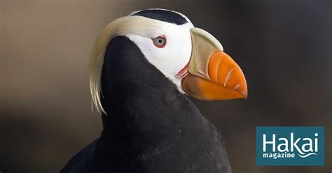 The Puffins: In Search